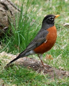 american_robin